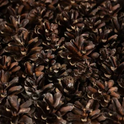 Pinecones